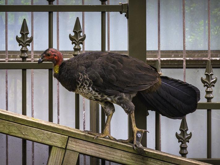 A bush turkey outside a building