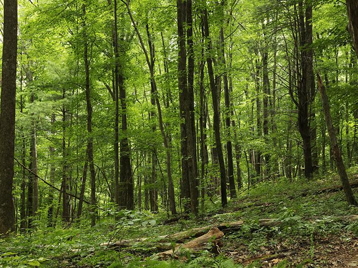 Forest in Virginia, US
