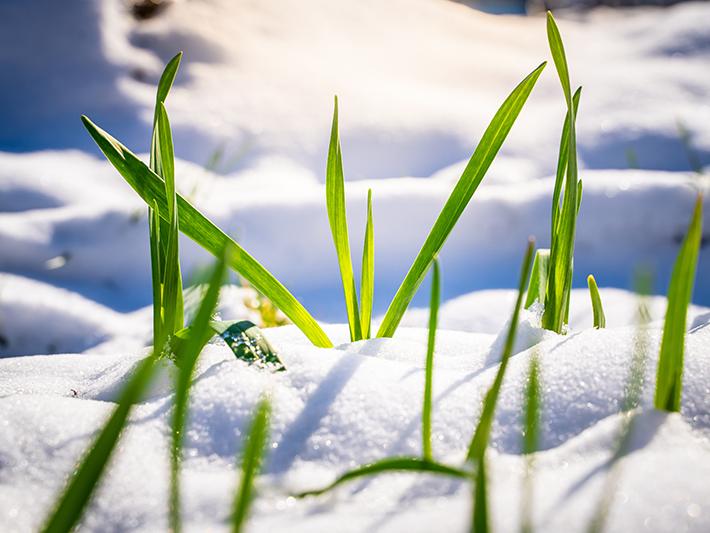 New shoots in snow