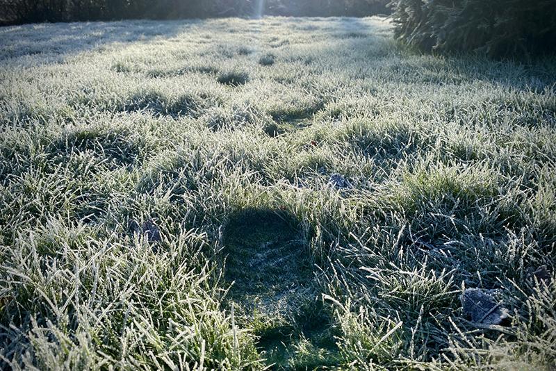Frosty footprints in grass