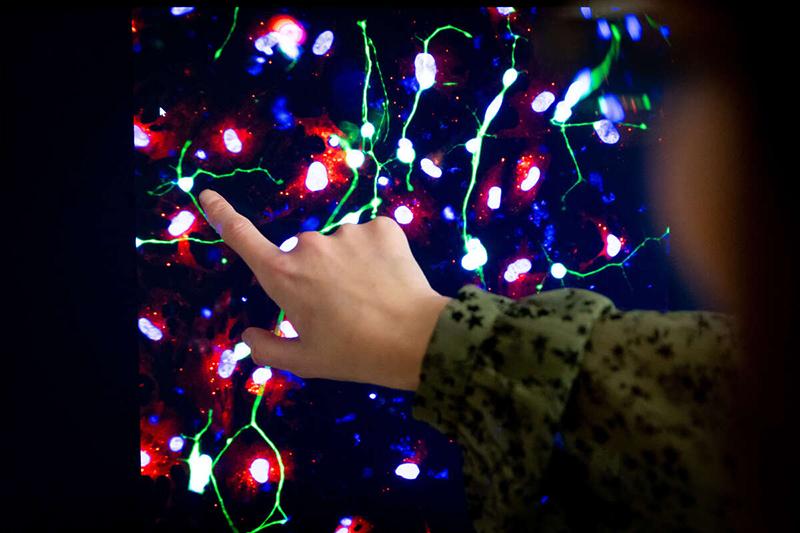 Neurons