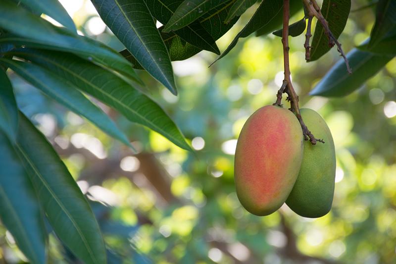 Mangoes on a tree