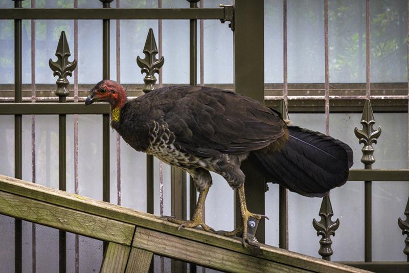 A bush turkey outside a building